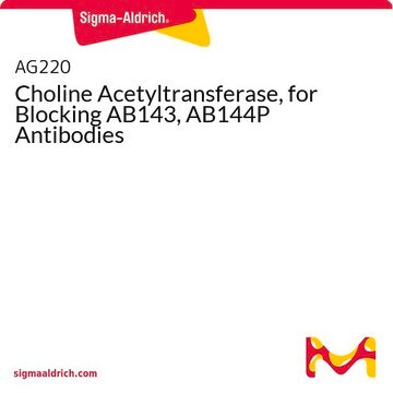 Choline Acetyltransferase, for Blocking AB143, AB144P Antibodies