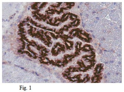 Anti-Sphingosine 1-phosphate receptor 1 (S1P1) Antibody, clone 8B7.1 clone 8B7.1, from mouse