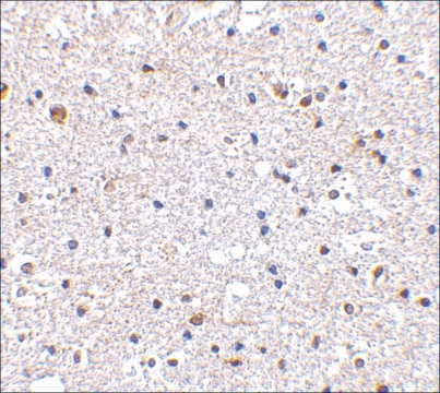 Anti-PD-1 (ab1) antibody produced in rabbit affinity isolated antibody, buffered aqueous solution