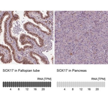 Anti-SOX17 antibody produced in rabbit Prestige Antibodies&#174; Powered by Atlas Antibodies, affinity isolated antibody, buffered aqueous glycerol solution