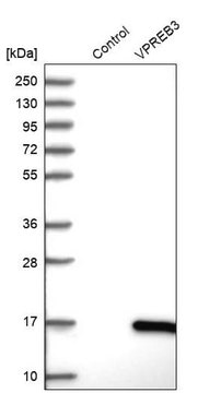 Anti-VPREB3 antibody produced in rabbit Prestige Antibodies&#174; Powered by Atlas Antibodies, affinity isolated antibody, buffered aqueous glycerol solution