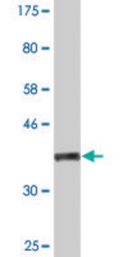 Monoclonal Anti-NOS2 antibody produced in mouse clone 2G4, purified immunoglobulin, buffered aqueous solution