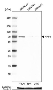 Anti-NRF1 antibody produced in rabbit Prestige Antibodies&#174; Powered by Atlas Antibodies, affinity isolated antibody, buffered aqueous glycerol solution