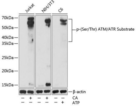 Anti-Phospho-(Ser/Thr) ATM/ATR Substrate antibody produced in rabbit