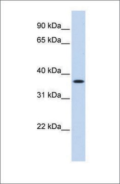 Anti-MTHFD2 (ab3) antibody produced in rabbit affinity isolated antibody