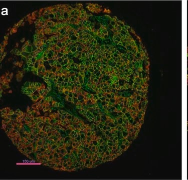 Monoclonal Anti-Pan Cadherin antibody produced in mouse clone CH-19, ascites fluid