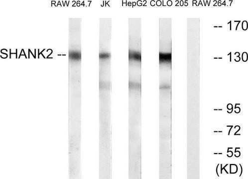 Anti-SHANK2 antibody produced in rabbit affinity isolated antibody