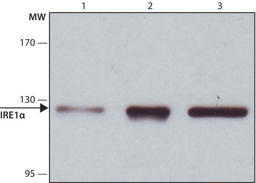 Anti-IRE1&#945; antibody produced in rabbit ~1&#160;mg/mL, affinity isolated antibody, buffered aqueous solution