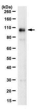 Anti-Furin Antibody, clone 16B1.1 clone 16B1.1, from mouse