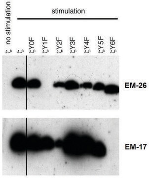 Monoclonal Anti-CD3 zeta (PhosphoTyr153) antibody produced in mouse clone EM-17