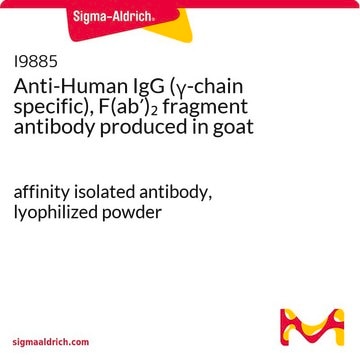 Anti-Human IgG (&#947;-chain specific), F(ab&#8242;)2 fragment antibody produced in goat affinity isolated antibody, lyophilized powder