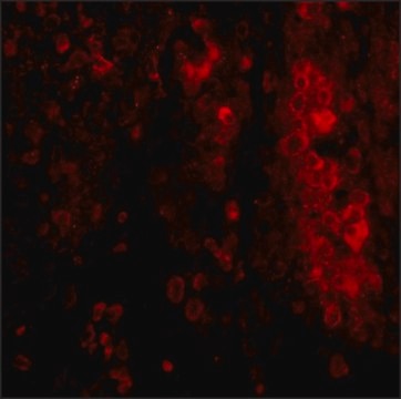 Anti-IL-33 antibody produced in rabbit affinity isolated antibody, buffered aqueous solution