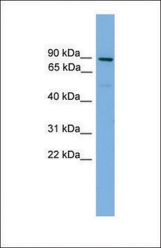 Anti-MFN1 antibody produced in rabbit affinity isolated antibody