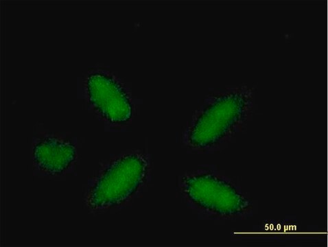 Anti-PPARA antibody produced in mouse purified immunoglobulin, buffered aqueous solution