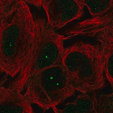 Anti-MCIDAS antibody produced in rabbit Prestige Antibodies&#174; Powered by Atlas Antibodies, affinity isolated antibody