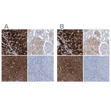 Anti-RGN antibody produced in rabbit Prestige Antibodies&#174; Powered by Atlas Antibodies, affinity isolated antibody, buffered aqueous glycerol solution, ab2