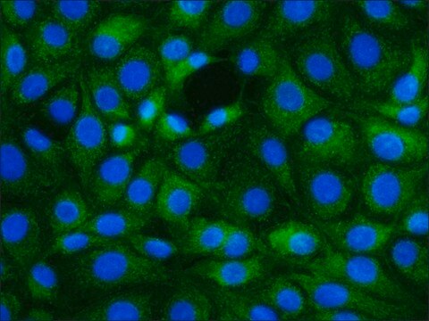 Monoclonal Anti-S100A2 antibody produced in mouse clone SH-L1, ascites fluid