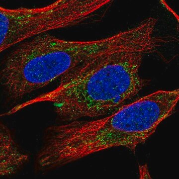 Anti-PYROXD2 antibody produced in rabbit Prestige Antibodies&#174; Powered by Atlas Antibodies, affinity isolated antibody