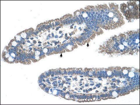 Anti-EDG8 (AB2) antibody produced in rabbit IgG fraction of antiserum