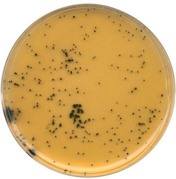 GranuCult&#174; Tryptose sulfite cycloserine agar (base) ISO 7937, ISO 14189, APHA, suitable for microbiology