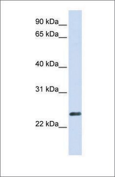 Anti-ERVWE1 antibody produced in rabbit affinity isolated antibody