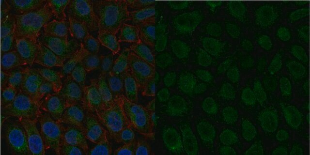 Anti-Integrin &#946;1 Antibody, activated, clone HUTS-4, Alexa Fluor&#8482; 488 Conjugate clone HUTS-4, from mouse, ALEXA FLUOR&#8482; 488