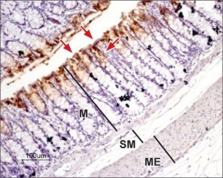 Anti-Water Channel Aquaporin 3 antibody produced in rabbit affinity isolated antibody