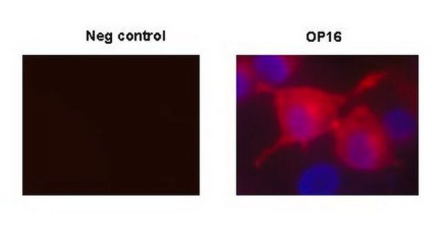 Anti-c-ErbB2/c-Neu (Ab-4) Mouse mAb (7.16.4) liquid, clone 7.16.4, Calbiochem&#174;