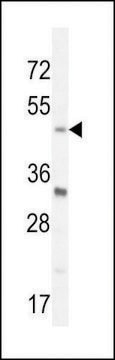 ANTI-BHLHE40(N-TERMINAL) antibody produced in rabbit affinity isolated antibody, buffered aqueous solution