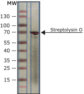 Streptolysin O from Streptococcus pyogenes lyophilized powder, Protein ~3&#160;% by Lowry, 25,000-50,000&#160;U/vial