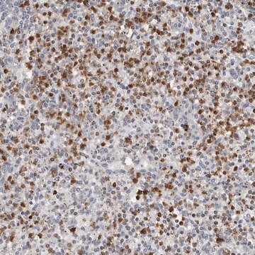 Anti-PRR12 antibody produced in rabbit Prestige Antibodies&#174; Powered by Atlas Antibodies, affinity isolated antibody, buffered aqueous glycerol solution