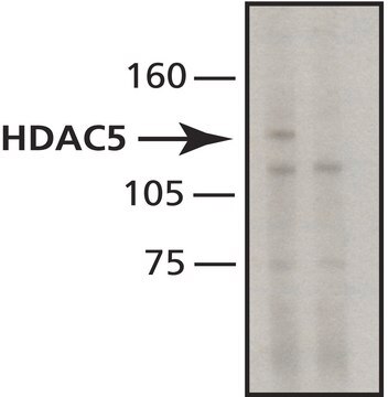 Anti-Histone Deacetylase 5 (HDAC5) antibody, Mouse monoclonal clone HDAC5-35, purified from hybridoma cell culture