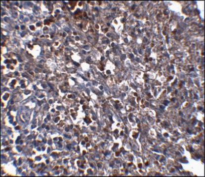 Monoclonal Anti-ORAI1 antibody produced in mouse clone 6D11A11, purified immunoglobulin, buffered aqueous solution