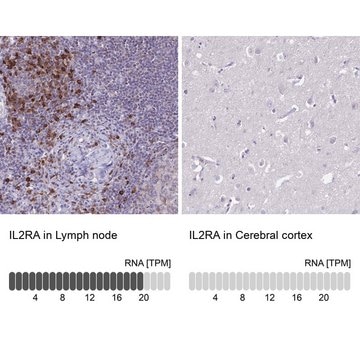 Anti-IL2RA antibody produced in rabbit Prestige Antibodies&#174; Powered by Atlas Antibodies, affinity isolated antibody, buffered aqueous glycerol solution