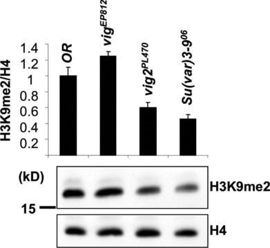 Anti-Histone H4 Antibody Upstate&#174;, from rabbit