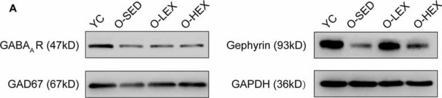 Anti-GABA A Receptor &#947;2 Antibody, cytoplasmic loop Chemicon&#174;, from rabbit