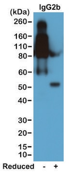 Anti-Mouse IgG2b antibody, Rabbit monoclonal recombinant, expressed in HEK 293 cells, clone RM108, purified immunoglobulin