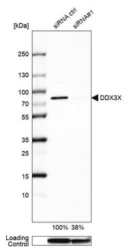 Anti-DDX3X antibody produced in rabbit Prestige Antibodies&#174; Powered by Atlas Antibodies, affinity isolated antibody, buffered aqueous glycerol solution