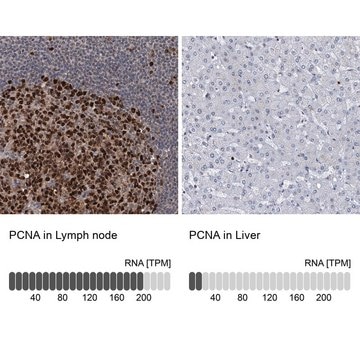 Anti-PCNA antibody produced in rabbit Prestige Antibodies&#174; Powered by Atlas Antibodies, affinity isolated antibody, buffered aqueous glycerol solution, ab2