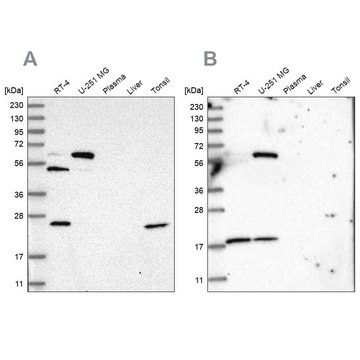 Anti-PYROXD2 antibody produced in rabbit Prestige Antibodies&#174; Powered by Atlas Antibodies, affinity isolated antibody, buffered aqueous glycerol solution