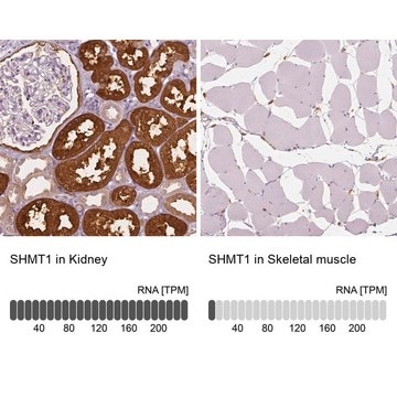 Anti-SHMT1 antibody produced in rabbit Prestige Antibodies&#174; Powered by Atlas Antibodies, affinity isolated antibody, buffered aqueous glycerol solution