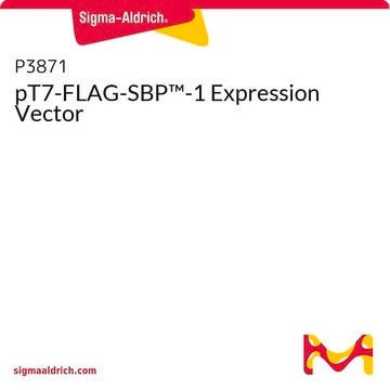 pT7-FLAG-SBP&#8482;-1 Expression Vector