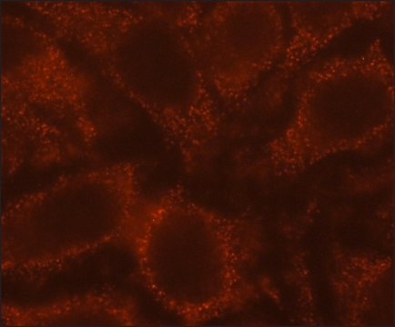 Anti-Rubicon antibody, Mouse monoclonal clone RB-145, purified from hybridoma cell culture