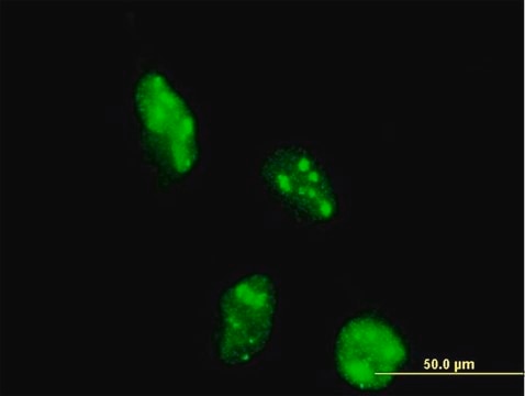 Monoclonal Anti-DOT1L antibody produced in mouse clone 6A6, purified immunoglobulin, buffered aqueous solution