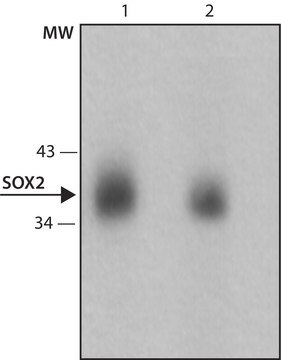 Anti-Sox2 antibody, Mouse monoclonal clone SOX2-6, purified from hybridoma cell culture