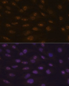 Anti-MYOD1 antibody produced in rabbit