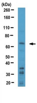 Anti-TFE3 Antibody from rabbit, purified by affinity chromatography