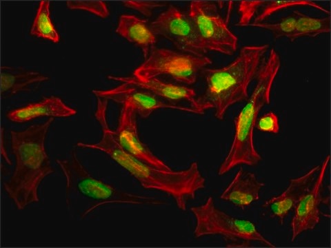 Anti-SUMO-1 antibody produced in rabbit affinity isolated antibody, buffered aqueous solution