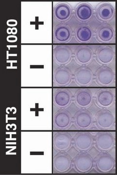 QCM ECMatrix Cell Invasion Assay, 24-well (8 &#181;m), colorimetric The CHEMICON Cell Invasion Assay Kit uses a 24-well plate, with 8 um pores, which provides an efficient system for evaluating the invasion of tumor cells through a basement membrane model.