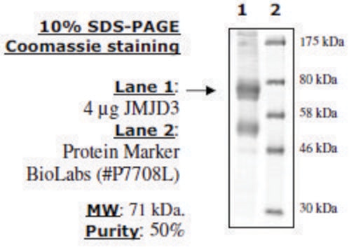 JMJD3/KDM6B Active human recombinant, expressed in baculovirus infected insect cells, &#8805;70% (SDS-PAGE)